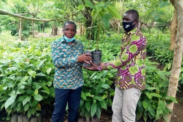 Des-plants-aux-producteurs-grace-au-CCFCC-ACRAM